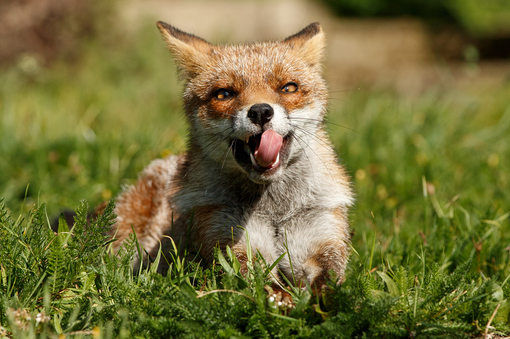 2409182309189715.jpg - Scamp on an autumn afternoon