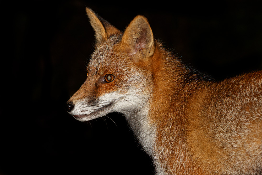 2410192310191541.jpg - Portrait of Wolfy