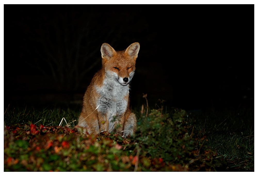 2410232410231167.jpg - Male fox in garden (not stripe)