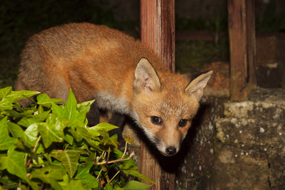 2411161505135755.jpg - Fox cub exploring
