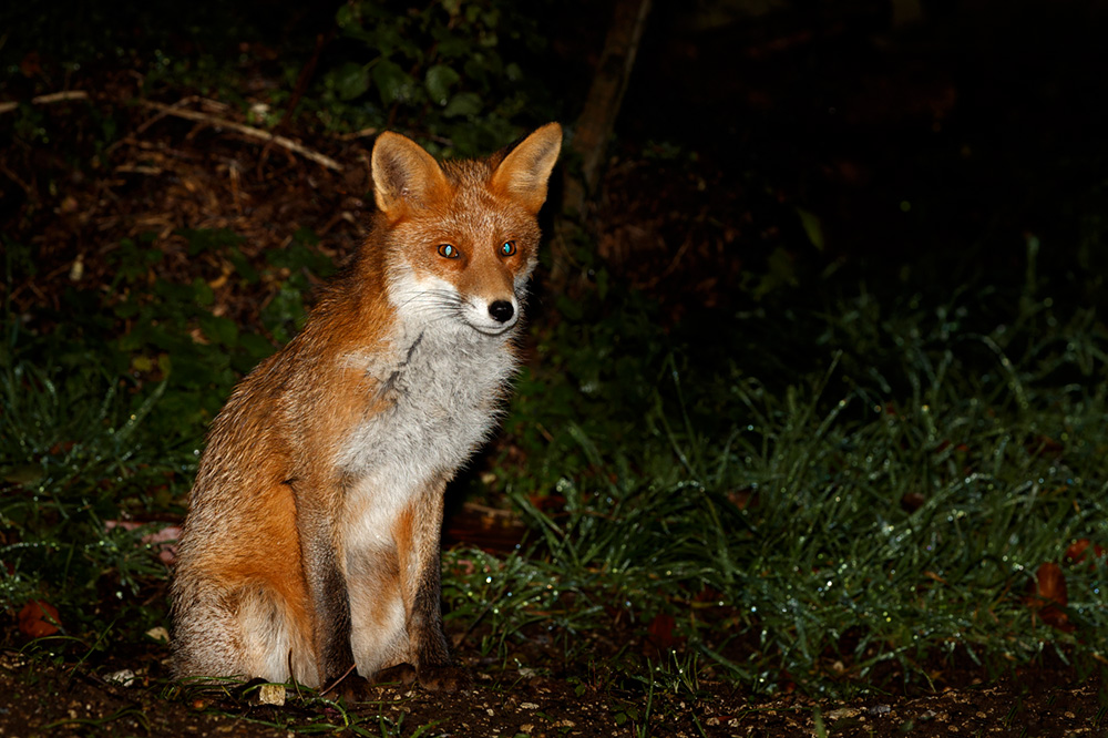 2411192411192234.jpg - Young fox with truncated brush