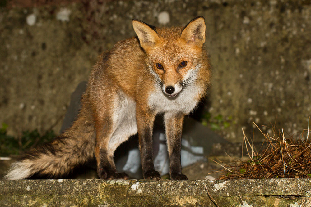 2501152401148342.jpg - Fox staning at the top of steps