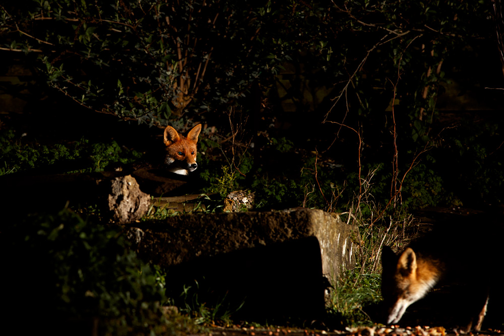 2502202502208317.jpg - Young Fox