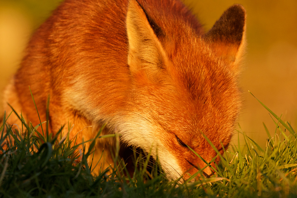 2503182202187596.jpg - Pretty Vixen