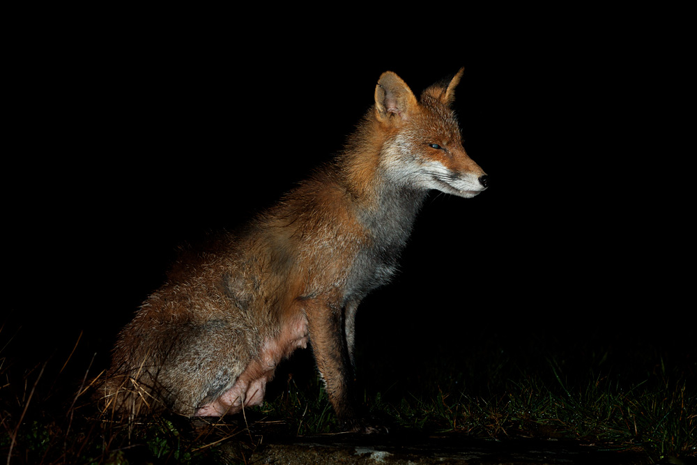 2503212503215586.jpg - Wolfy the vixen in the garden