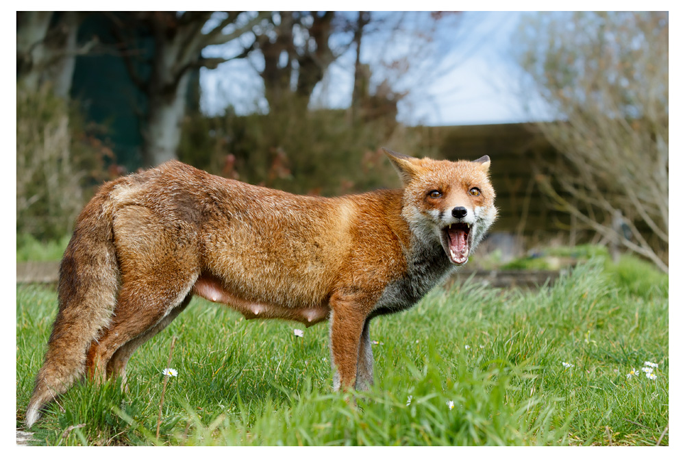 2503232503237198.jpg - Lopa the vixen (lactating) in the afternoon