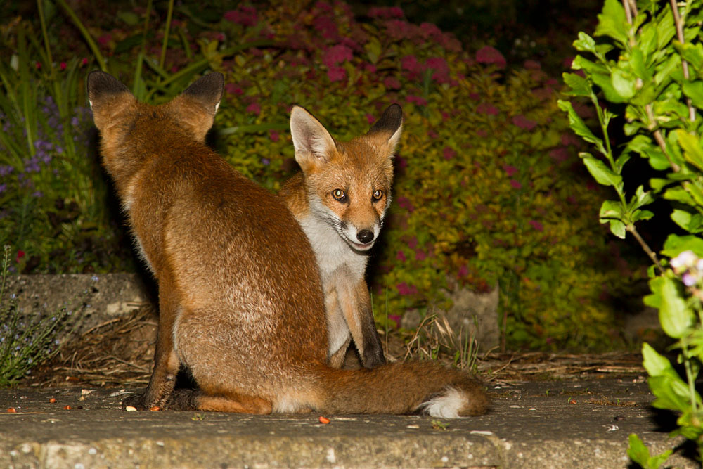 2504132406125959.jpg - Pair of fox cubs (Vulpes vulpes) in a garden.