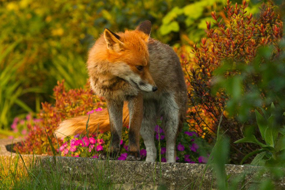 2505141405147775.jpg - Fox in late afternoon sunshine