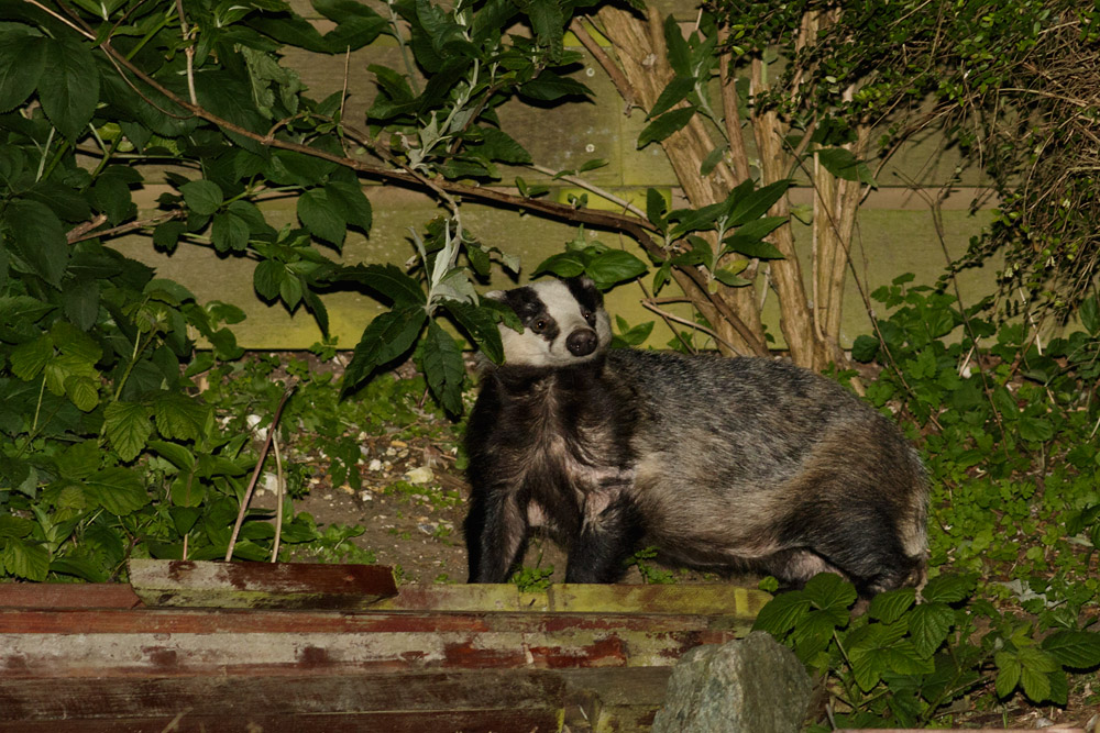 2505151905154654.jpg - Badger at rear of garden