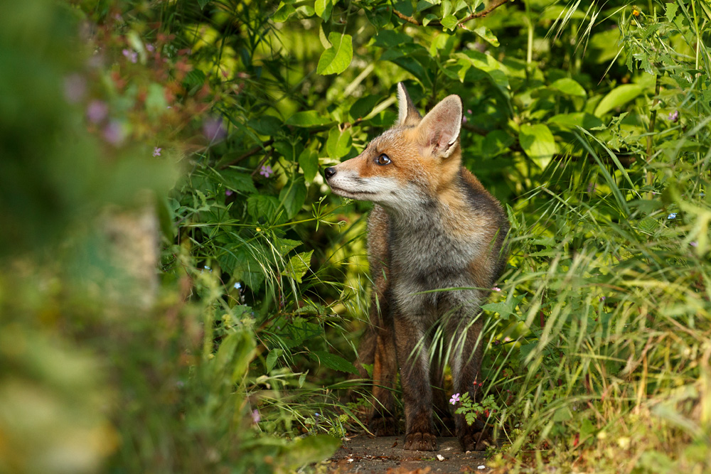 2505182505184480.jpg - Fox cub at 10-11 weeks old