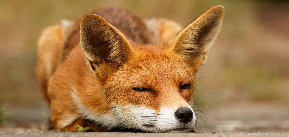 2506182306187301.jpg - Portrait of Pretty Vixen in evening sunshine