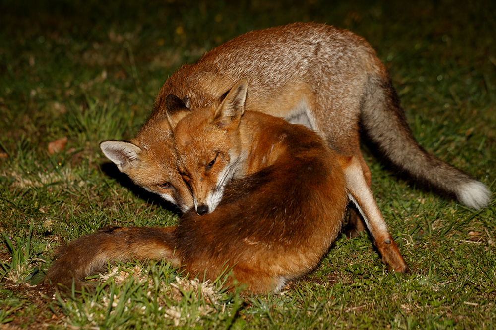 2506192506197721.jpg - Wolfy and Butch