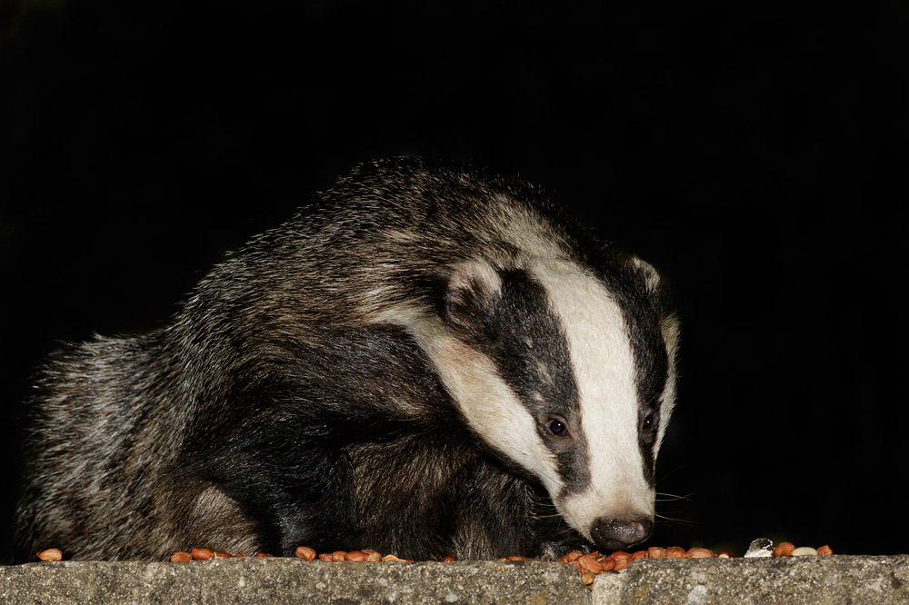 2507151807157513.jpg - Badger on rear patio