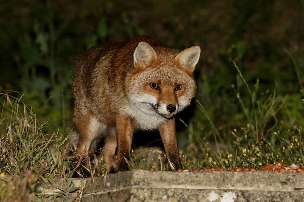 2507162507165024.jpg - Cautious male fox in the garden