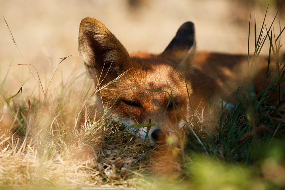 2507182507181189.jpg - Fox relaxing on a very hot summer's day