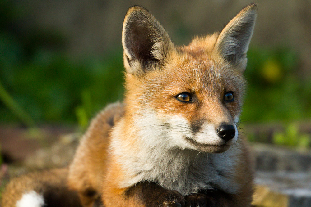 2508150906133693.jpg - Fox cub facing camera