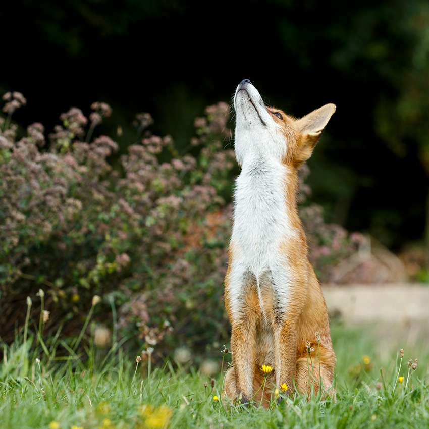 2508182508180362.jpg - Pretty Vixen  bird watching