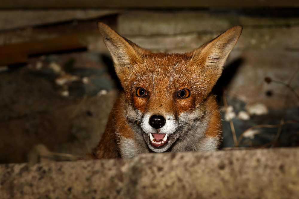2508192508197322.jpg - Wolfy