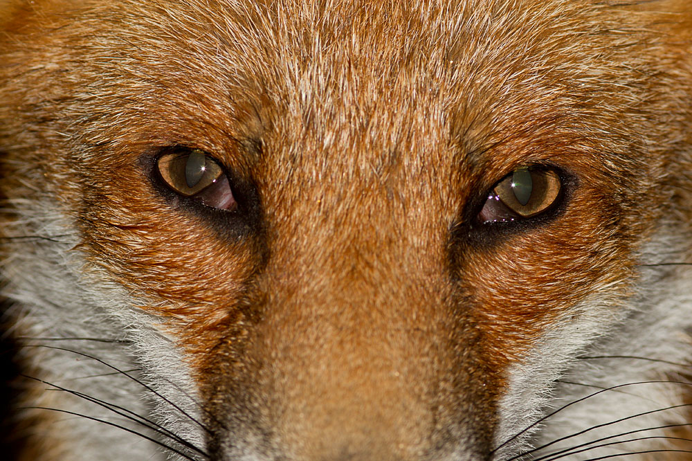 2509122109125203.jpg - Portait head shot of a young fox.