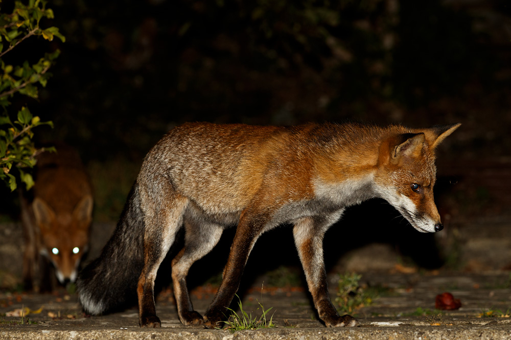 2509192209199311.jpg - Wolfy (with little vixen in rear)