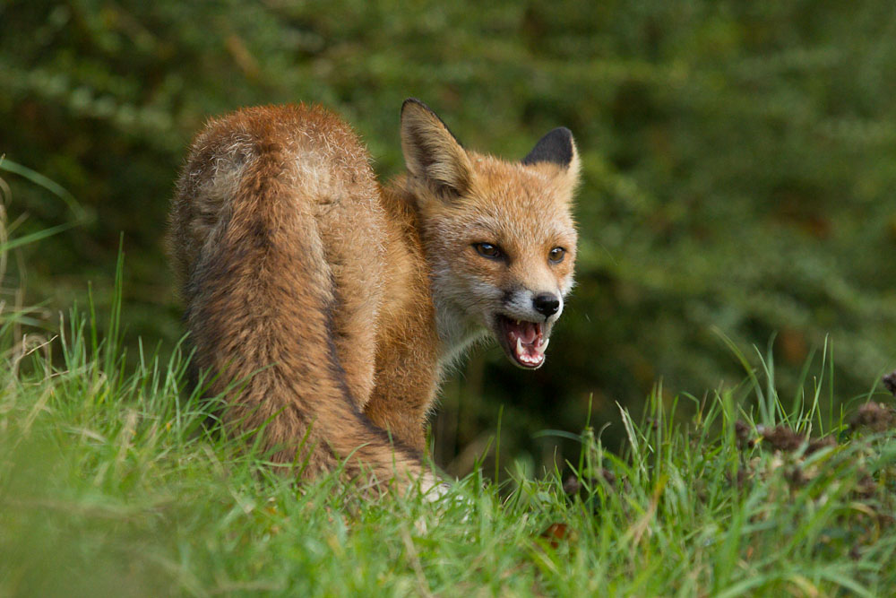2510131210130875.jpg - Young fox with mouth open