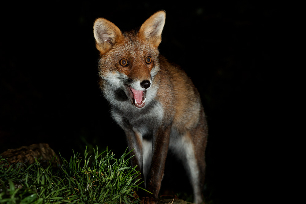 2510212610212900.jpg - Loper at night