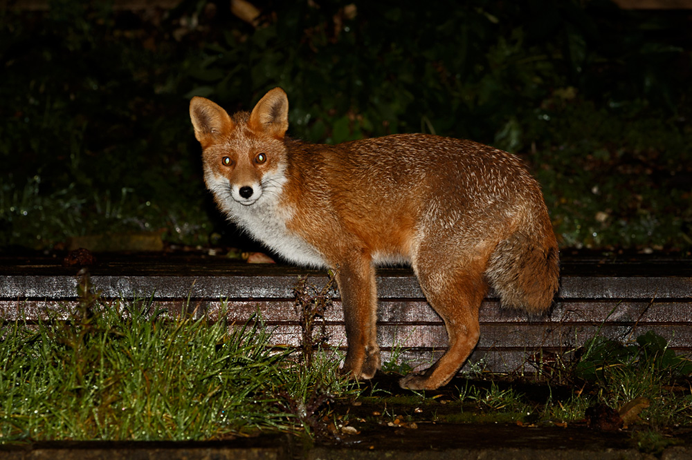 2511192411192230.jpg - Young fox with truncated brush