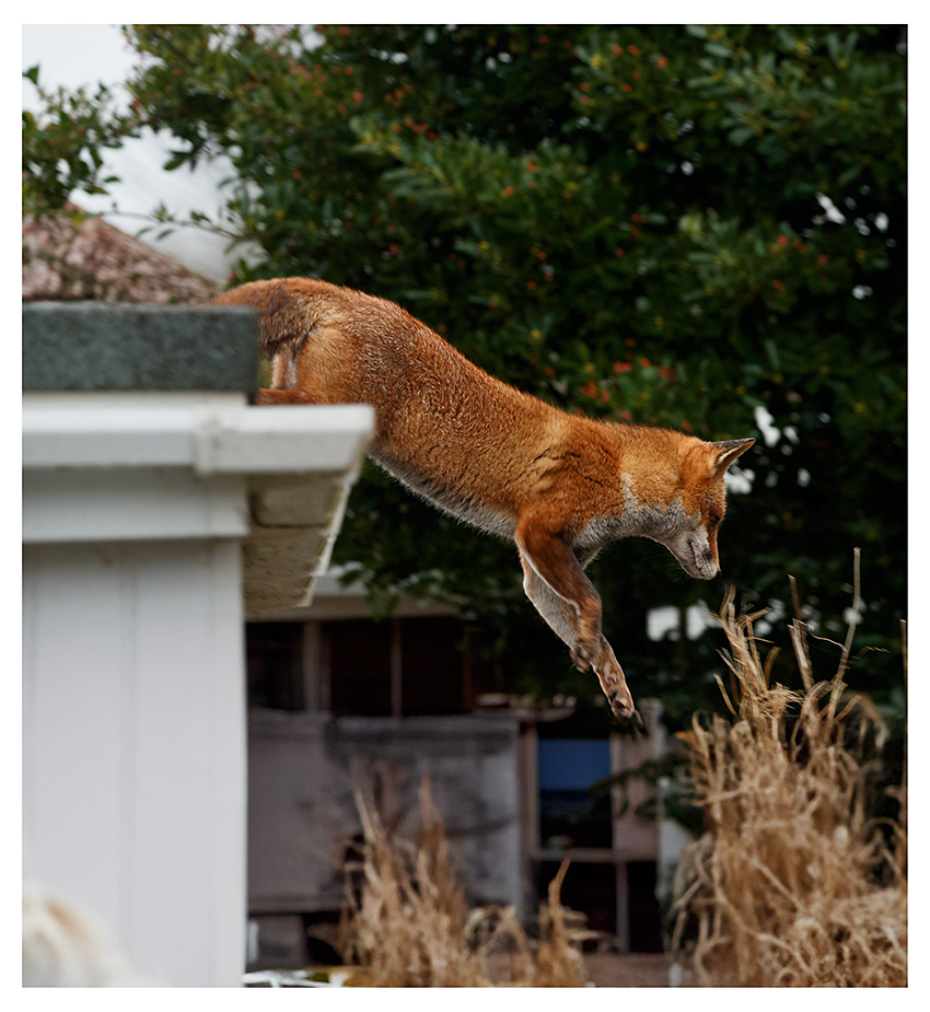 2512242512242122.jpg - Lopa leaping