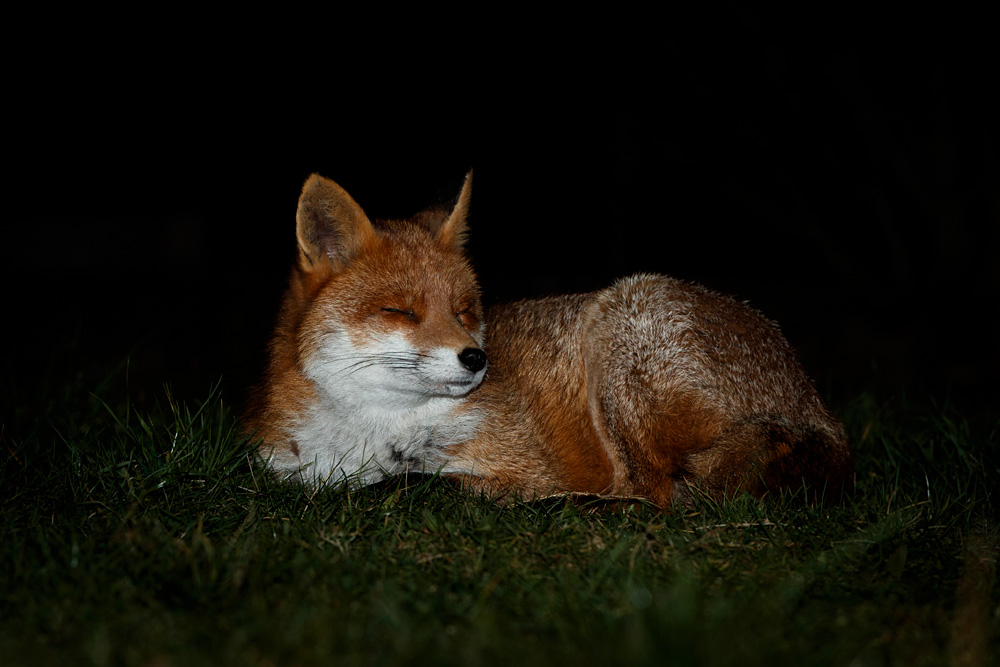 2601222601228091.jpg - Stumpy resting