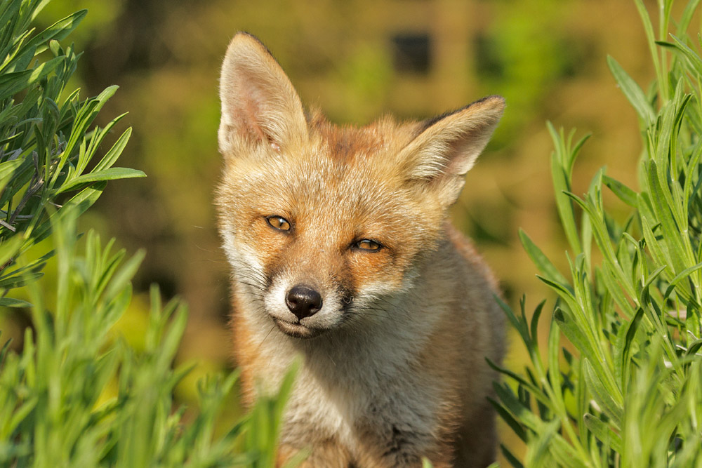 2602172705139951.jpg - Fox cub peering through shrubs