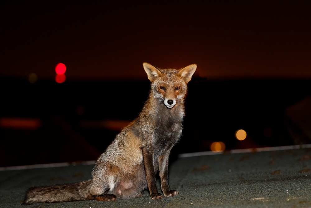 2602192602195544.jpg - Wolfy on garage roof. The distant red light is from the i-360 Tower in Brighton.