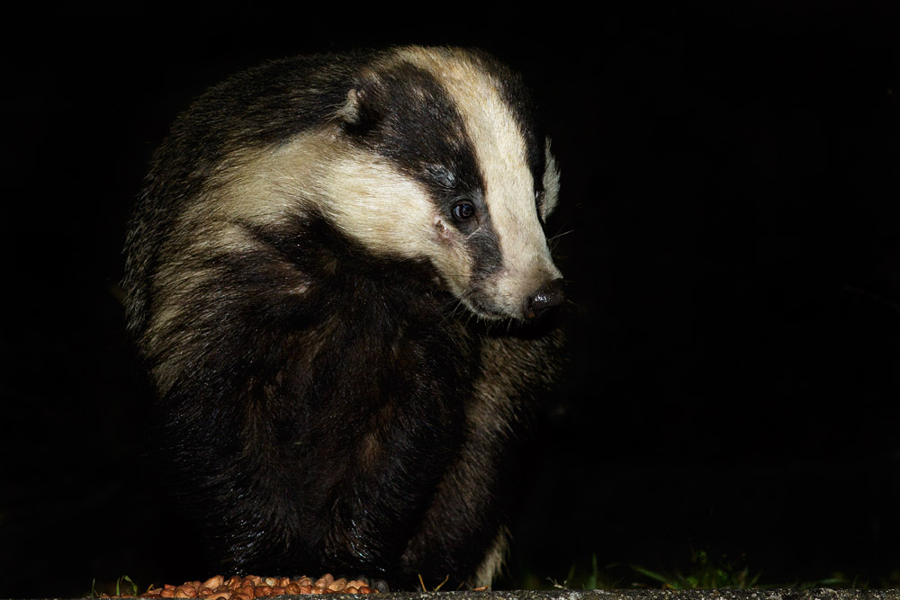 2603162203167588.jpg - Badger eating peanuts in a suburban garden