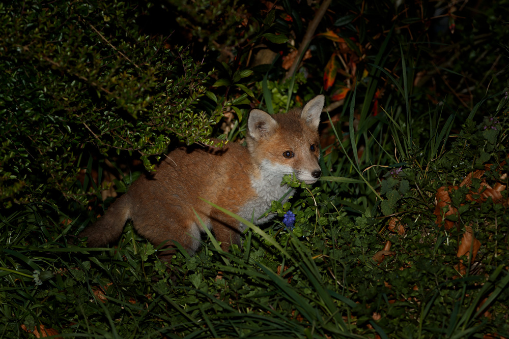 2604212604218531.jpg - Fox cub by the garden hedge