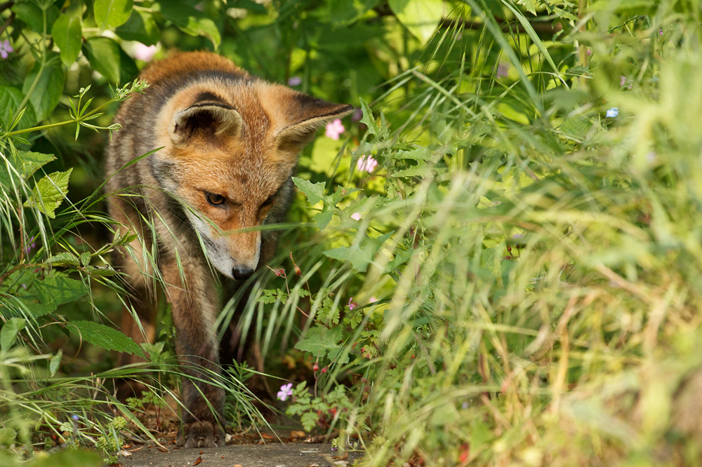 2605182505184472.jpg - Fox cub at 10-11 weeks old
