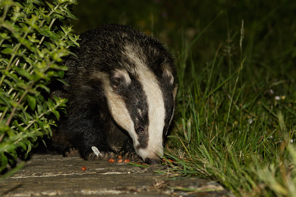 2606150606158607.jpg - Badger on path