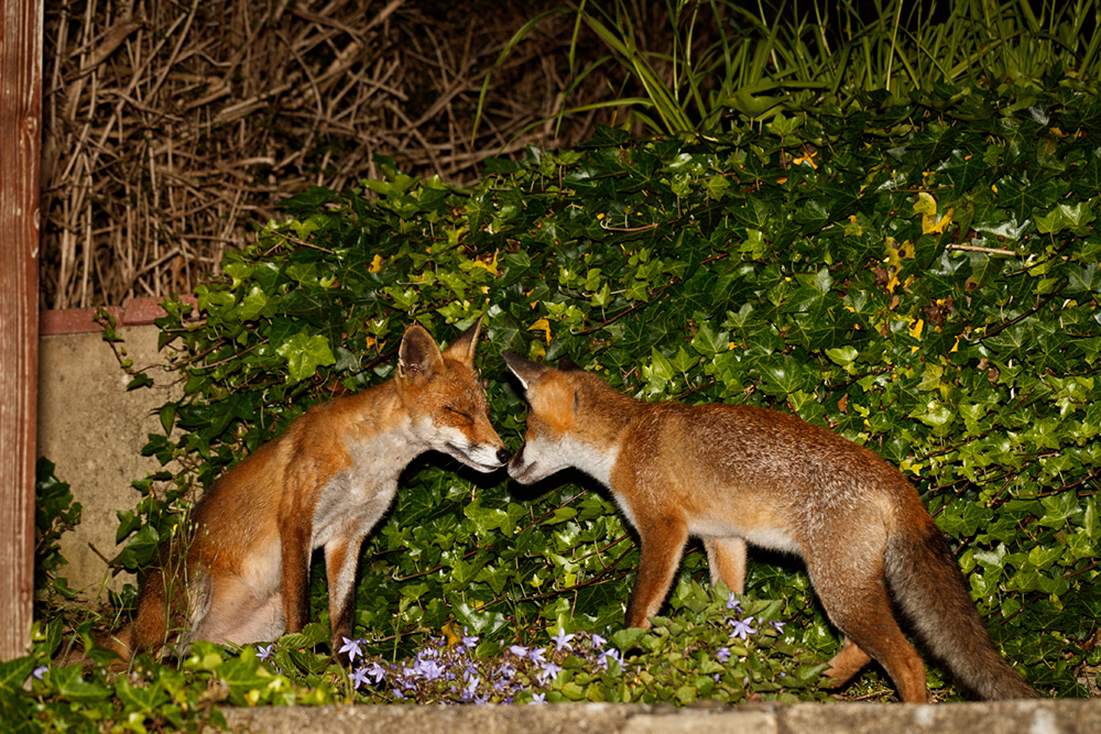 2606192606197730.jpg - Wolfy and Butch