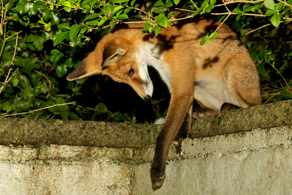 2607172607172810.jpg - Pretty little vixen reaching for a snail