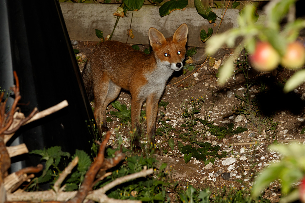 2607192607193797.jpg - Little Vixen