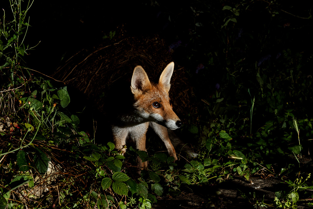 2607212607215837.jpg - Fox cub at night