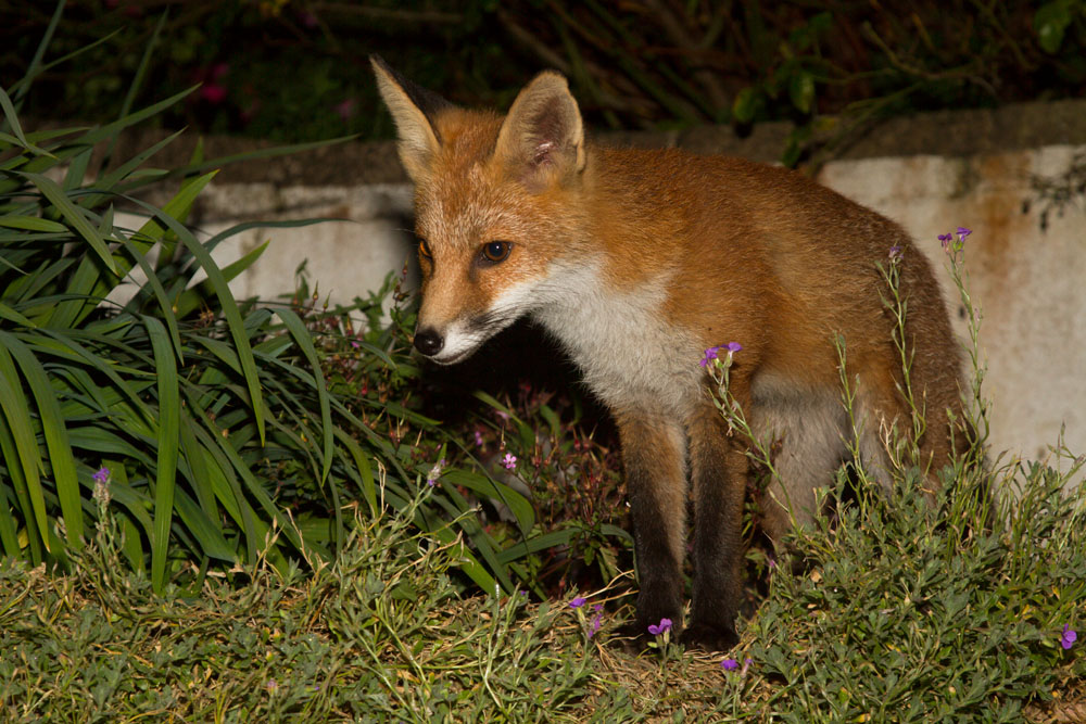 2609131407131106.jpg - Young fox cub in garden