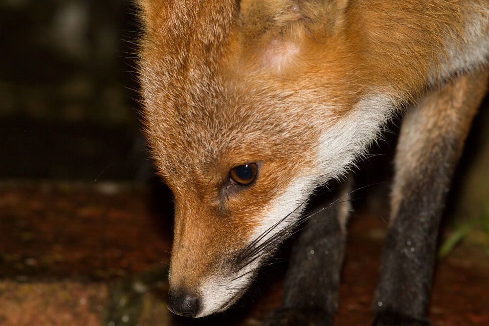2610141902142407.jpg - Fox close-up