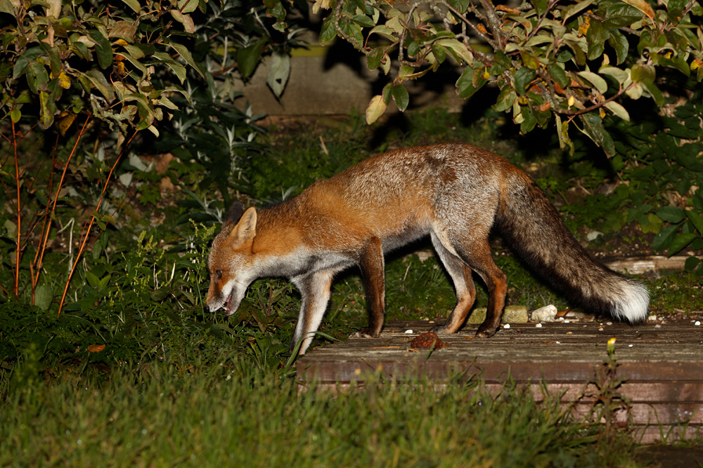 2610192310191542.jpg - Wolfy exploring