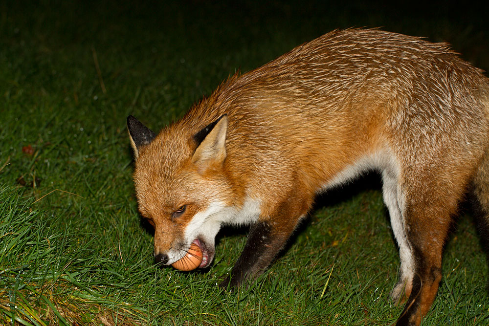 2611122411125408.jpg - Fox (Vulpes vulpes) carefully picking up an egg from a Sussex garden.