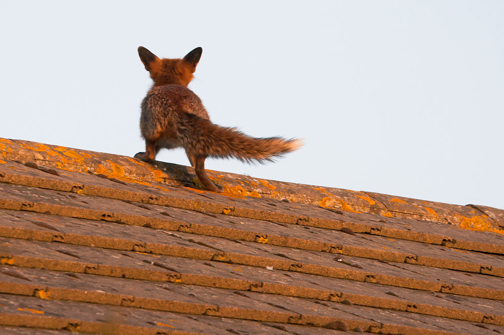 2701131004078960.jpg - Fox (Vulpes vulpes) climbing to the top of the roof of a house.