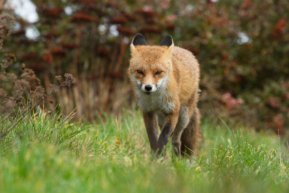 2701142501148538.jpg - Fox in garden during daylight