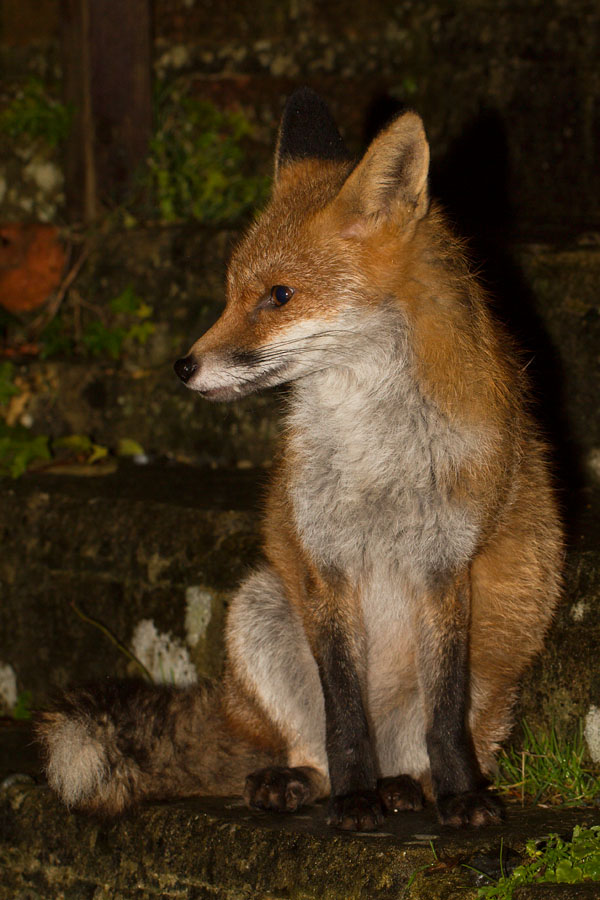 2701152801148815.jpg - Fox sitting on steps