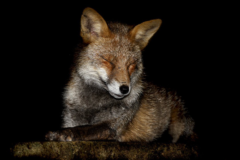 2701202701205203.jpg - Wolfy relaxing on wall