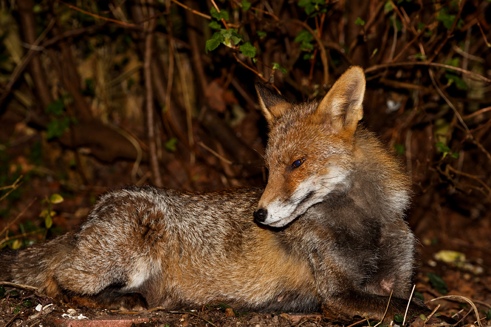 2702192602195498.jpg - Wolfy relaxing