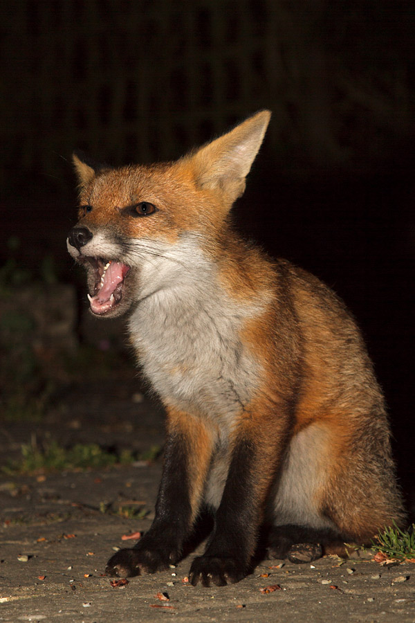 2703170406131928.jpg - Fox cub sitting