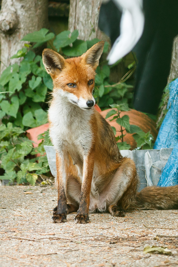 2705182705184981.jpg - Mama Vixen
